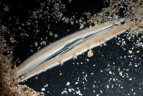 �������Y