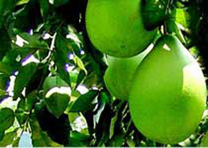 �������Y