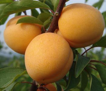 �������Y