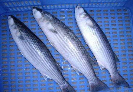 �������Y