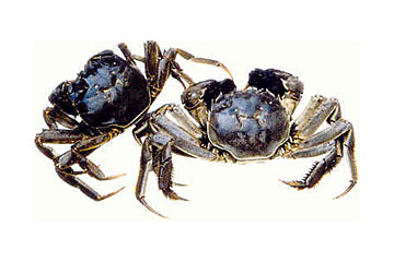 �������Y