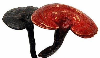 �������Y