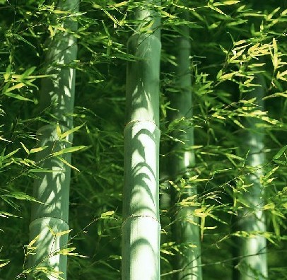 �������Y