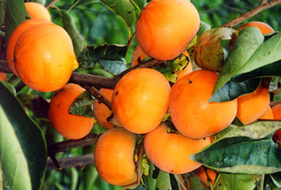 �������Y