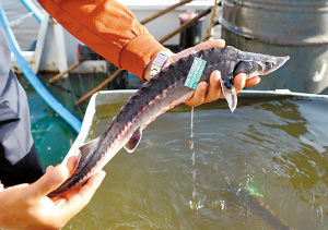 �������Y