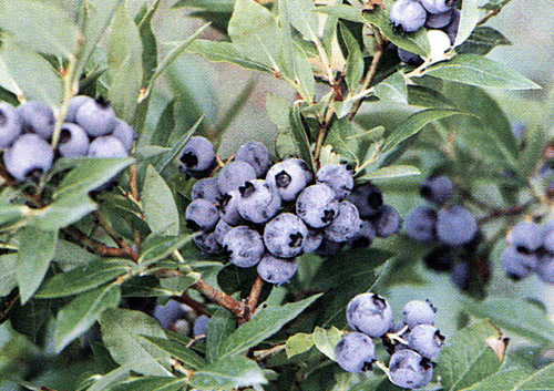 �������Y