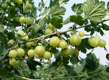 �������Y