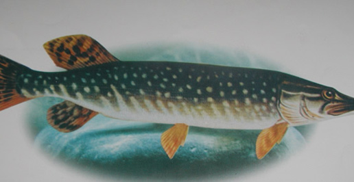 �������Y