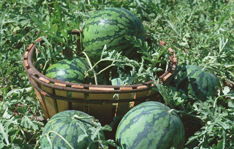 �������Y