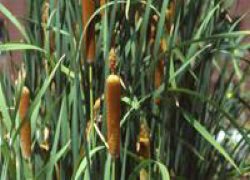 �������Y