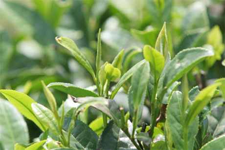 �������Y