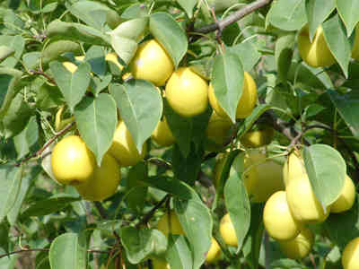 �������Y