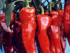 �������Y