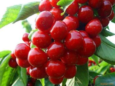 �������Y