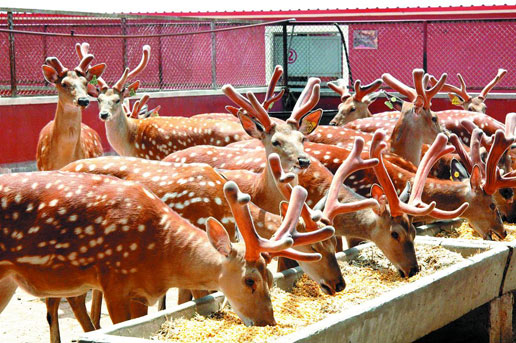 �������Y