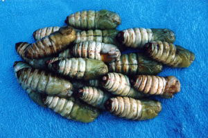 �������Y