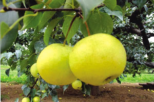 �������Y