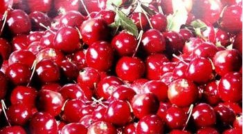 �������Y