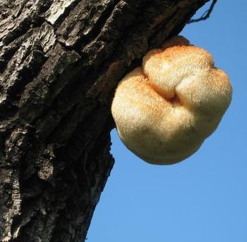 �������Y