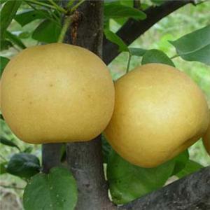 �������Y