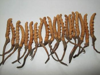 �������Y