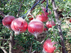 �������Y