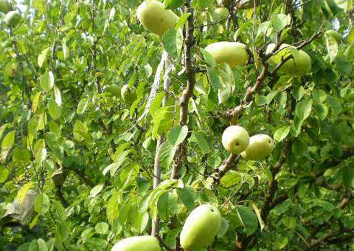 �������Y