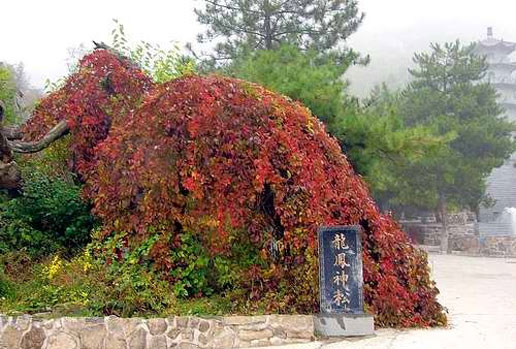 �������Y