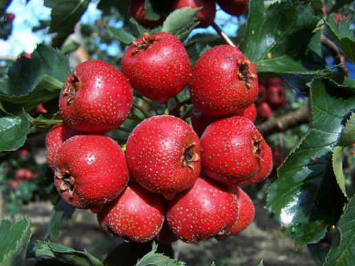 �������Y