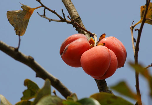 �������Y