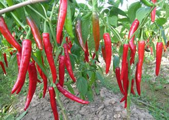 �������Y