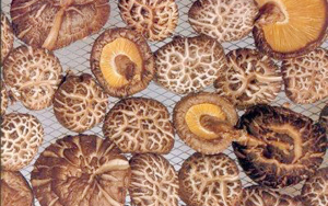 �������Y