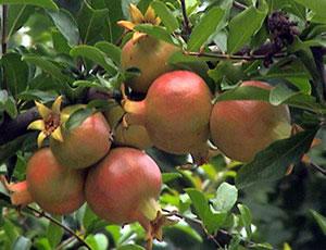 �������Y