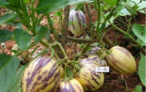 �������Y