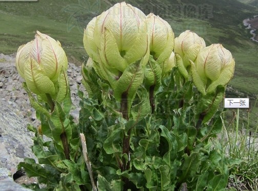 �������Y