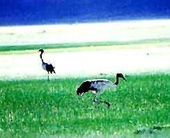 �������Y