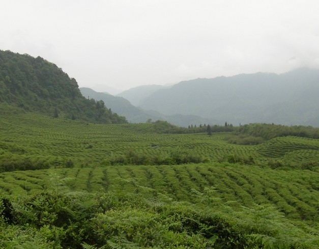 �������Y