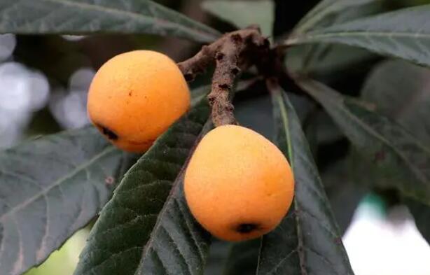 �������Y